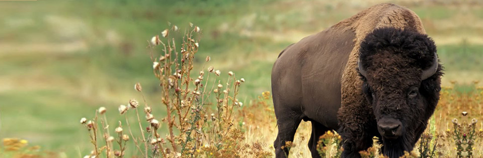 American Bison (Buffalo)