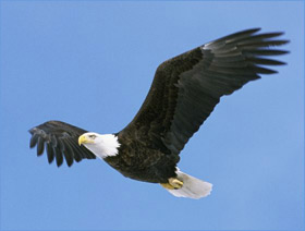 eagle